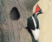 Ivory billed Woodpecker - 威廉·齐默曼